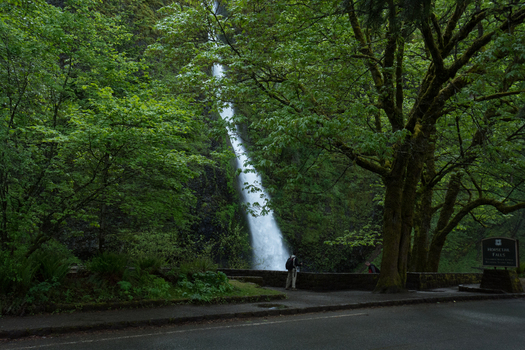 View of Horsetail Falls cascading down a mossy cliff surrounded by lush green trees with a person standing by a stone wall in Hood River Oregon United States.