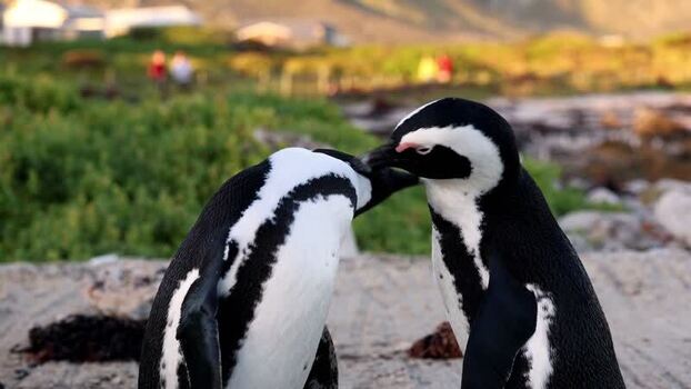 View of two African penguins at Stoney Point South Africa. View of two African penguins at Stoney Point South Africa.