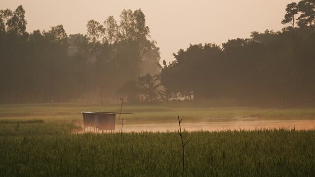 View of a misty rural landscape with paddy fields Bangladesh.
