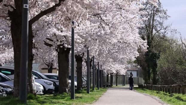 View of cherry blossom trees along a path in Mulhouse France. View of cherry blossom trees along a path in Mulhouse France.