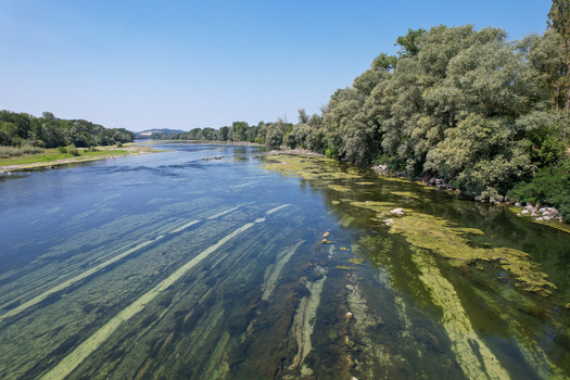 Aerial view of the Po river with green algae visible through the clear water and lush trees along the banks under a bright blue sky in Morano sul Po Piedmont Italy. Aerial view of the Po river with green algae visible through the clear water and lush trees along the banks under a bright blue sky in Morano sul Po Piedmont Italy.