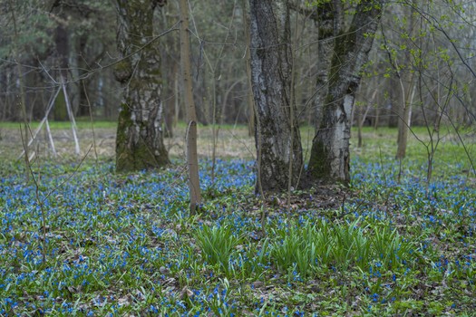 View of a carpet of vibrant blue flowers blooming beneath the stark trees painting a serene scene in Moscow Moscow Russia. View of a carpet of vibrant blue flowers blooming beneath the stark trees painting a serene scene in Moscow Moscow Russia.