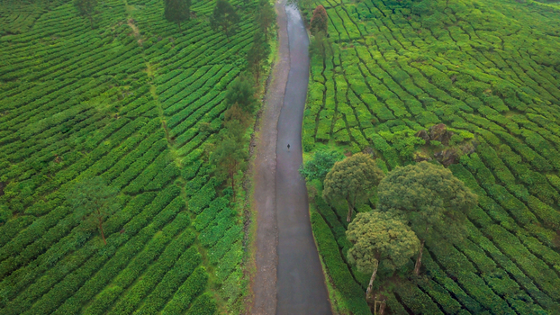 Aerial view of a man walking on a road through the Rancabali tea plantations in west Java island Indonesia.