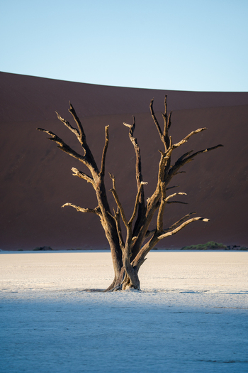 View of a skeletal tree standing stark against the rich dark hues of a towering dune under a pale sky a silent sentinel in the arid landscape Sossusvlei Hardap Region Namibia. View of a skeletal tree standing stark against the rich dark hues of a towering dune under a pale sky a silent sentinel in the arid landscape Sossusvlei Hardap Region Namibia.