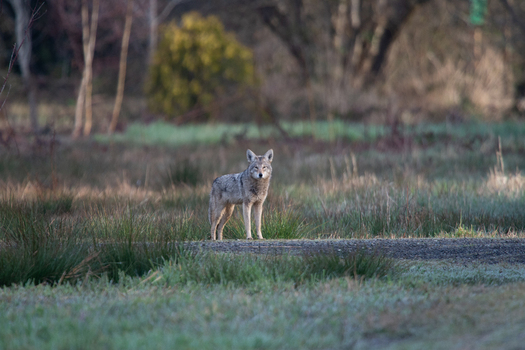 View of a coyote standing in a grassy field in Yellowstone National Park Wyoming United States. View of a coyote standing in a grassy field in Yellowstone National Park Wyoming United States.