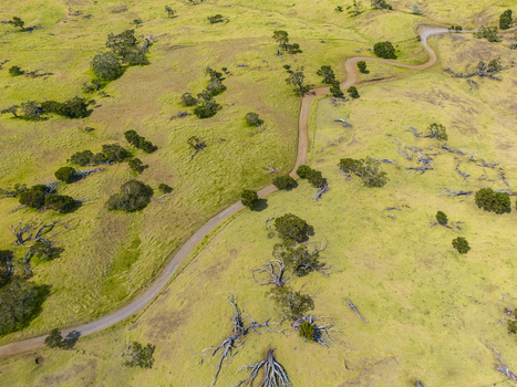 Aerial view of a winding dirt road traversing the grassy slopes of Mauna Kea with scattered trees and fallen branches in Hawaii County Hawaii United States. Aerial view of a winding dirt road traversing the grassy slopes of Mauna Kea with scattered trees and fallen branches in Hawaii County Hawaii United States.
