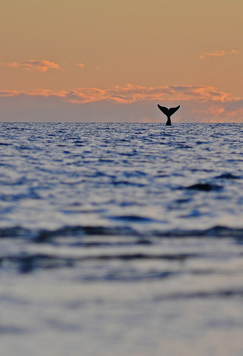 View of a whale tail fluke emerging from the ocean at sunset near Puerto Piramides Puerto Madryn Chubut Argentina. View of a whale tail fluke emerging from the ocean at sunset near Puerto Piramides Puerto Madryn Chubut Argentina.