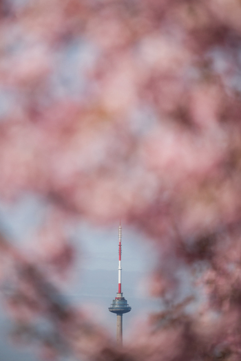 View of the Vilnius TV Tower framed by soft pink cherry blossoms under a clear sky in Vilnius Vilnius County Lithuania. View of the Vilnius TV Tower framed by soft pink cherry blossoms under a clear sky in Vilnius Vilnius County Lithuania.