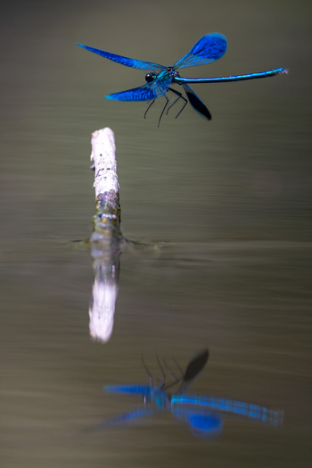 View of a vibrant blue damselfly hovering over a wooden stick with its reflection on the calm water surface in Wittenheim Grand Est France. View of a vibrant blue damselfly hovering over a wooden stick with its reflection on the calm water surface in Wittenheim Grand Est France.