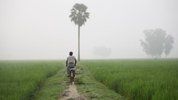 View of a man riding a bicycle through foggy rice fields Bangladesh. View of a man riding a bicycle through foggy rice fields Bangladesh.