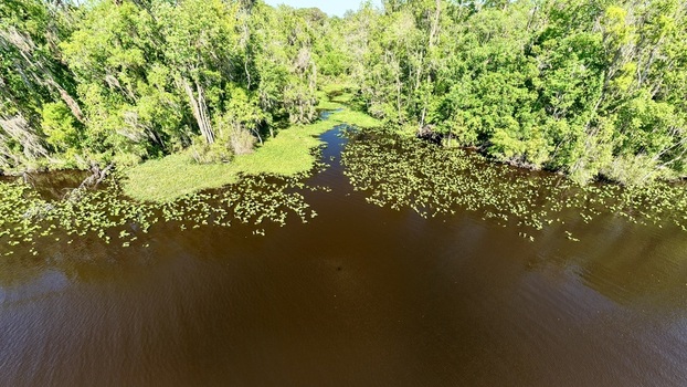 Aerial view of Sixmile Creek with dark water and floating lily pads surrounded by dense green swamp forest St. Johns County Florida United States.