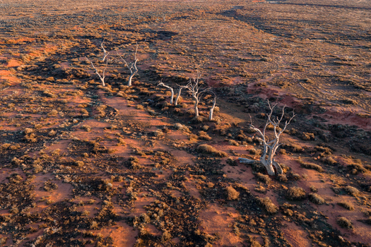 Aerial view of dead white trees standing in the arid red desert landscape of the outback Flinders Ranges South Australia Australia.