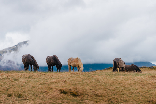 View of Icelandic horses grazing in a grassy field at Stokksnes with mountains shrouded in clouds in the background Iceland.