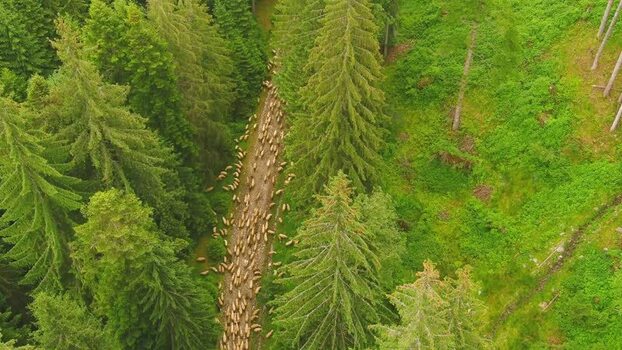 Aerial view of sheep flock moving through a forest in Romania. Aerial view of sheep flock moving through a forest in Romania.