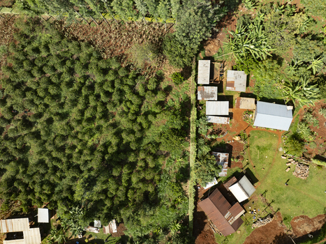 Aerial view of dwellings nestled amidst the verdant landscape where buildings stand in contrast to the surrounding greenery Nyeri Nyeri Kenya. Aerial view of dwellings nestled amidst the verdant landscape where buildings stand in contrast to the surrounding greenery Nyeri Nyeri Kenya.