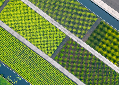 Aerial view of a plant nursery with rows of potted plants in various shades of green separated by irrigation channels in Bodegraven South Holland Netherlands.