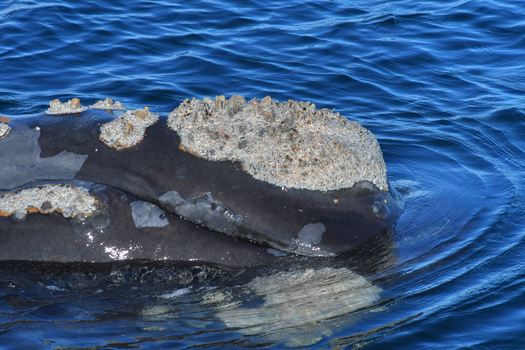 View of a Southern Right Whale showing prominent callosities on its head as it swims in the blue waters of the Atlantic Ocean near Puerto Madryn Chubut Argentina. View of a Southern Right Whale showing prominent callosities on its head as it swims in the blue waters of the Atlantic Ocean near Puerto Madryn Chubut Argentina.