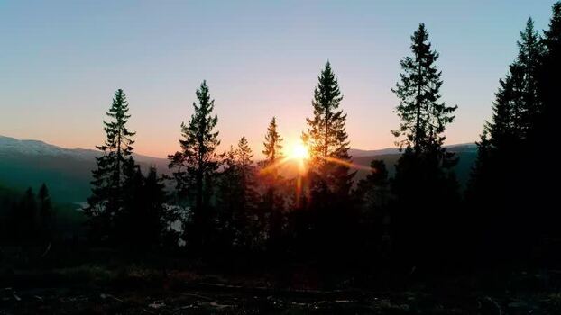Aerial view of sunset behind pine trees United States.