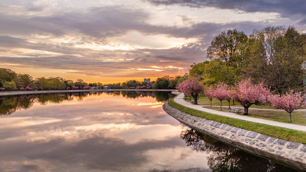 Aerial view of Brookline Reservoir with pink cherry blossoms and a walking path with sunrise reflected in the water. Brookline Massachusetts United States.