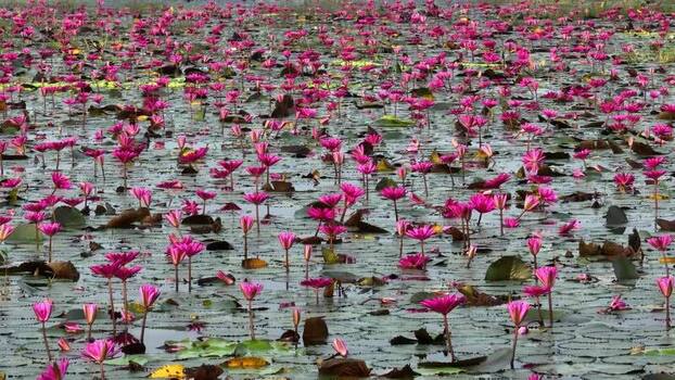 View of blooming pink water lilies in Barishal Bangladesh. View of blooming pink water lilies in Barishal Bangladesh.