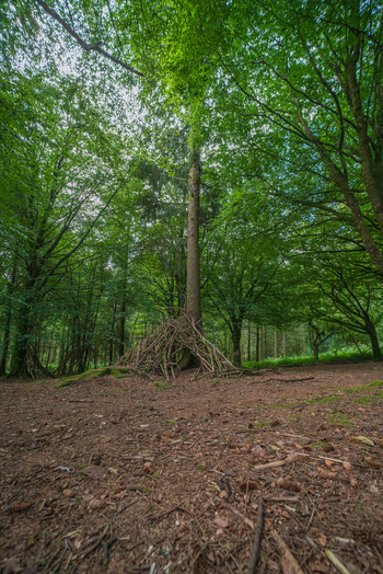 View of a makeshift stick shelter built at the base of a tall tree in the lush woodland of Deer Park featuring mossy ground and a dense green canopy in Looe Cornwall United Kingdom. View of a makeshift stick shelter built at the base of a tall tree in the lush woodland of Deer Park featuring mossy ground and a dense green canopy in Looe Cornwall United Kingdom.