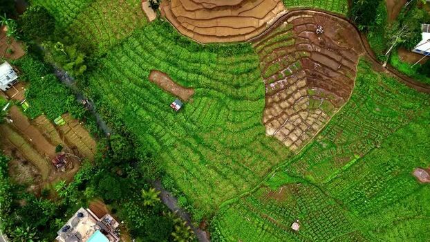 Aerial view of lush green rice terraces in Sri Lanka.