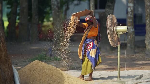 View of a woman winnowing grain with a fan in Bogura Bangladesh. View of a woman winnowing grain with a fan in Bogura Bangladesh.
