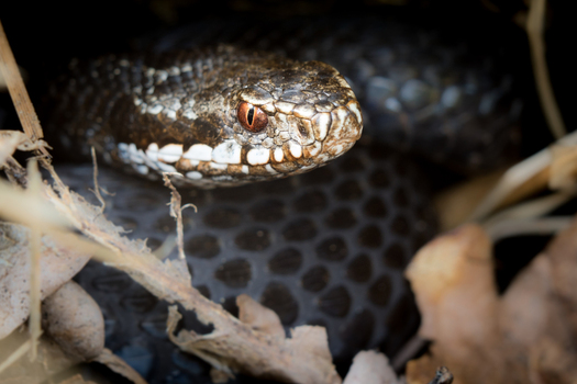 View of a European adder snake with distinctive dark markings and reddish eyes resting among dry leaves and twigs in Debrzno Pomeranian Voivodeship Poland. View of a European adder snake with distinctive dark markings and reddish eyes resting among dry leaves and twigs in Debrzno Pomeranian Voivodeship Poland.