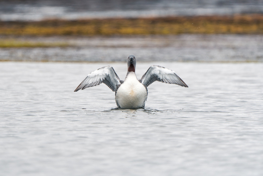 Svalbard and Jan Mayen 27 July 2025 View of a red throated loon spreading its wings while floating on the calm surface of a lake in the arctic tundra. Svalbard and Jan Mayen 27 July 2025 View of a red throated loon spreading its wings while floating on the calm surface of a lake in the arctic tundra.