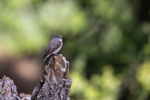 View of a small grey bird Dark sided flycatcher perched on a weathered tree stump against a soft focus green forest background in Kumrat Valley Khyber Pakhtunkhwa Pakistan. View of a small grey bird Dark sided flycatcher perched on a weathered tree stump against a soft focus green forest background in Kumrat Valley Khyber Pakhtunkhwa Pakistan.