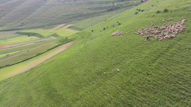 Aerial view of sheep grazing on hills in Castelluccio Italy.