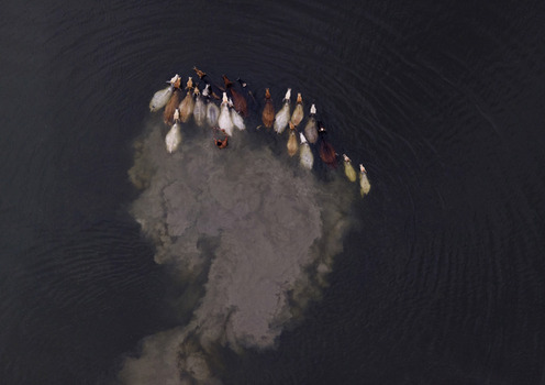Aerial view of a herd of cattle swimming through dark water and stirring up sediment in Kushtia Khulna Division Bangladesh.