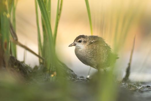 View of a small bird standing among tall green reeds in a wetland area in Debrzno Pomeranian Voivodeship Poland. View of a small bird standing among tall green reeds in a wetland area in Debrzno Pomeranian Voivodeship Poland.