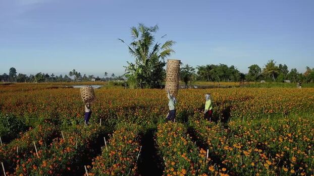 Aerial view of workers in marigold fields Indonesia.