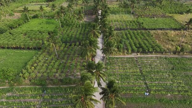 Aerial view of lush agricultural fields and palm trees in Thoddoo Maldives. Aerial view of lush agricultural fields and palm trees in Thoddoo Maldives.