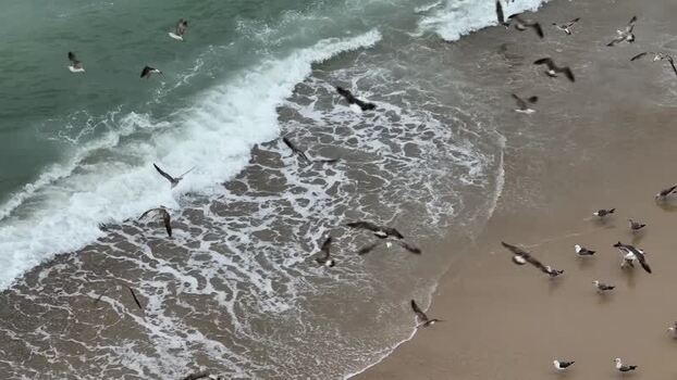 Aerial view of seagulls flying over the beach in Portugal. Aerial view of seagulls flying over the beach in Portugal.