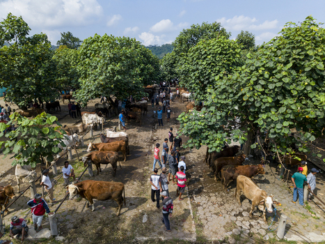 Kecamatan Prambanan Indonesia 04 May 2026 Aerial view of Animal Market Prambanan with cattle tied under trees and people trading in the open air market.