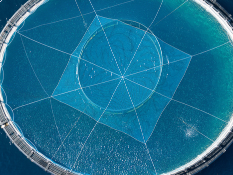 Aerial view of a circular fish farm enclosure floating in the deep blue sea featuring a complex net structure and calm water surface in Antibes Provence Alpes Cote d Azur France. Aerial view of a circular fish farm enclosure floating in the deep blue sea featuring a complex net structure and calm water surface in Antibes Provence Alpes Cote d Azur France.