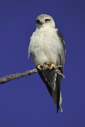 View of a black shouldered kite perched on a dry branch against a clear blue sky at Tumbeta Private Game Reserve in Thabazimbi Limpopo South Africa.