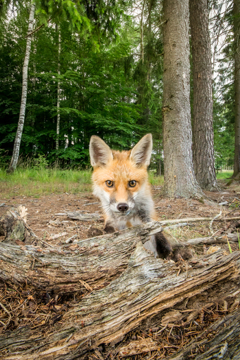View of a young red fox peering over a fallen log in a lush forest with tall pine and birch trees in Debrzno Pomeranian Voivodeship Poland. View of a young red fox peering over a fallen log in a lush forest with tall pine and birch trees in Debrzno Pomeranian Voivodeship Poland.