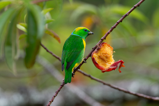 View of a vibrant green and yellow tanager perched on a thin branch while eating a piece of fruit in Costa Rica. View of a vibrant green and yellow tanager perched on a thin branch while eating a piece of fruit in Costa Rica.