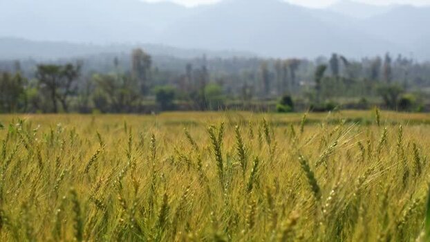 View of wheat fields and distant mountains Nepal.