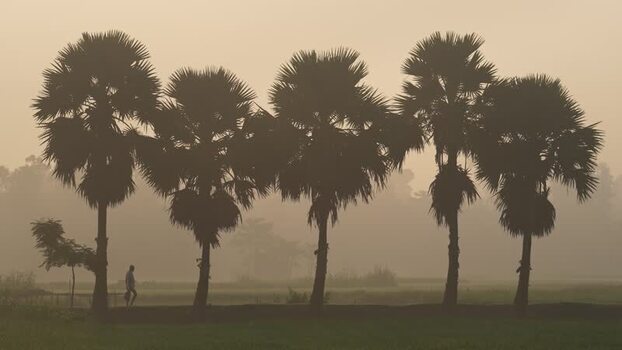 View of palm trees and a person in the mist Bangladesh.