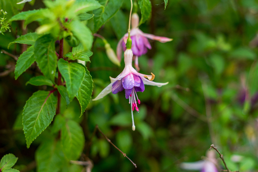 View of a delicate fuchsia flower with purple and white petals covered in water droplets surrounded by lush green foliage in Looe Cornwall United Kingdom. View of a delicate fuchsia flower with purple and white petals covered in water droplets surrounded by lush green foliage in Looe Cornwall United Kingdom.