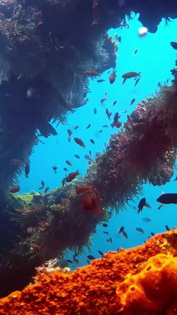 View of coral reef and tropical fish in Bali Indonesia. View of coral reef and tropical fish in Bali Indonesia.