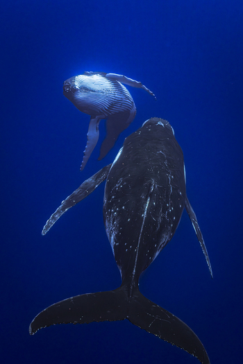 View of two humpback whales swimming in the deep blue ocean near Moorea Maiao Windward Islands French Polynesia.