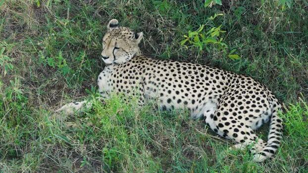 Aerial view of a cheetah resting in the grass South Africa.