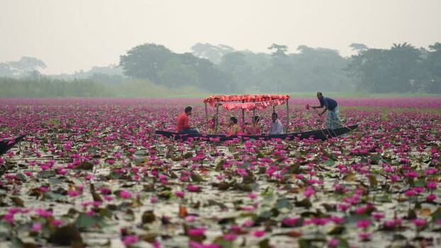 View of a boat in the Satla Lily Canal in Barishal Bangladesh. View of a boat in the Satla Lily Canal in Barishal Bangladesh.