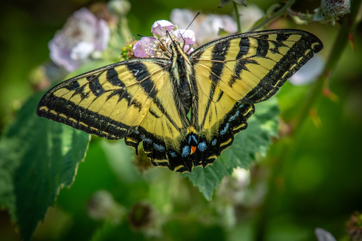 View of a yellow and black butterfly resting on a flower in Costa Rica.