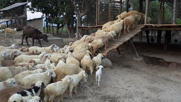 View of a flock of sheep entering a wooden shelter Nepal.